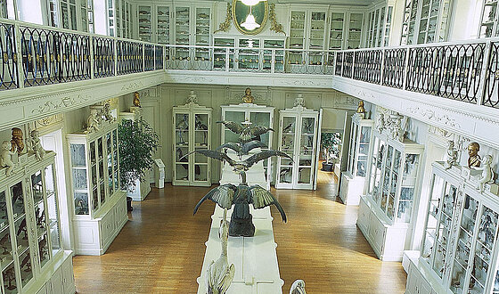 Der "Vogelsaal" des Naturkundemuseums gilt als einer der schönsten frühklassizistischen Museumsräume Europas