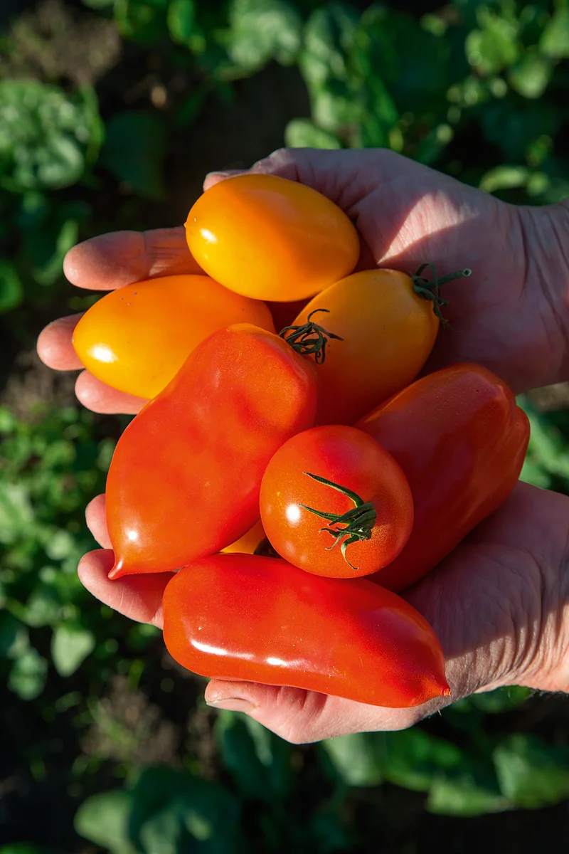 Tomaten aus der Gärtnerstadt Bamberg